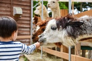 alpaca, nature, toddler